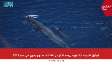 توثيق الحياة الفطرية يرصد أكثر من 84 ألف طائر بحري في عام 2025